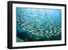 School of Black-Striped Salema-Michele Westmorland-Framed Photographic Print