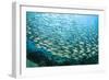 School of Black-Striped Salema-Michele Westmorland-Framed Photographic Print