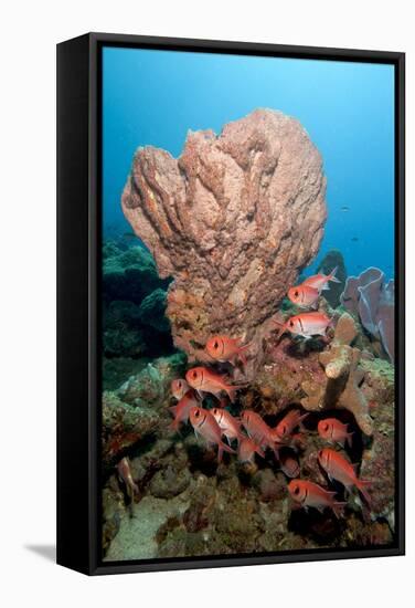 School of Blackbar Soldierfish (Myripristis Jacobus)-Lisa Collins-Framed Stretched Canvas