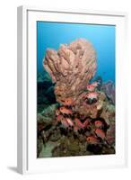 School of Blackbar Soldierfish (Myripristis Jacobus)-Lisa Collins-Framed Photographic Print