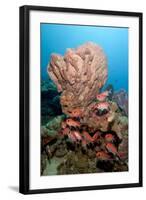 School of Blackbar Soldierfish (Myripristis Jacobus)-Lisa Collins-Framed Photographic Print