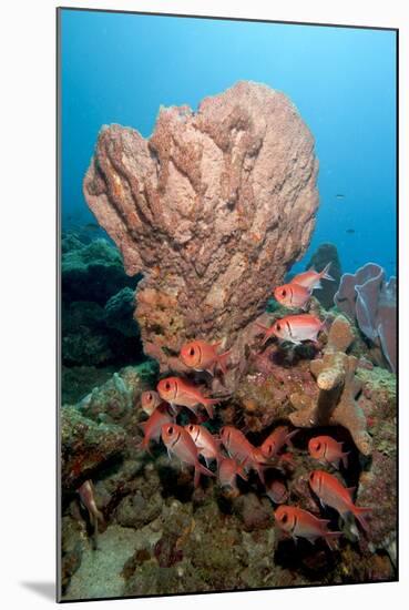 School of Blackbar Soldierfish (Myripristis Jacobus)-Lisa Collins-Mounted Photographic Print