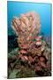 School of Blackbar Soldierfish (Myripristis Jacobus)-Lisa Collins-Mounted Photographic Print