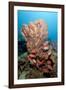 School of Blackbar Soldierfish (Myripristis Jacobus)-Lisa Collins-Framed Photographic Print