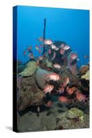 School of Blackbar Soldierfish (Myripristis Jacobus)-Lisa Collins-Stretched Canvas