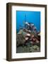 School of Blackbar Soldierfish (Myripristis Jacobus)-Lisa Collins-Framed Photographic Print
