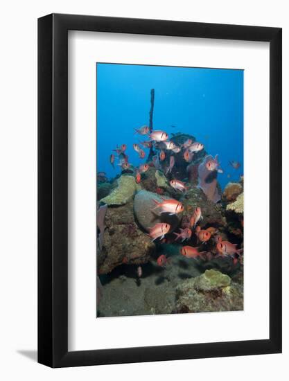 School of Blackbar Soldierfish (Myripristis Jacobus)-Lisa Collins-Framed Photographic Print