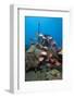 School of Blackbar Soldierfish (Myripristis Jacobus)-Lisa Collins-Framed Photographic Print