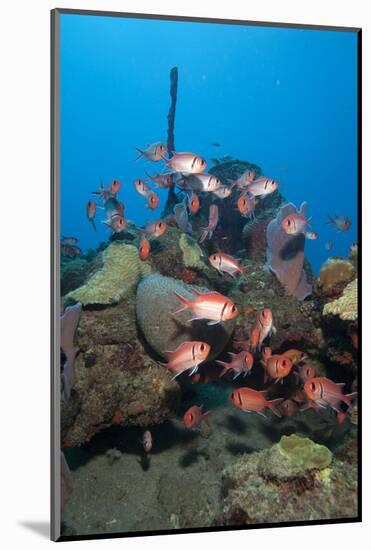 School of Blackbar Soldierfish (Myripristis Jacobus)-Lisa Collins-Mounted Photographic Print