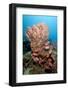 School of Blackbar Soldierfish (Myripristis Jacobus)-Lisa Collins-Framed Photographic Print