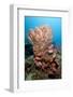 School of Blackbar Soldierfish (Myripristis Jacobus)-Lisa Collins-Framed Photographic Print