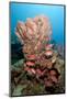 School of Blackbar Soldierfish (Myripristis Jacobus)-Lisa Collins-Mounted Photographic Print