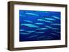 School of Blackfin barracuda, Kimbe Bay, Papua New Guinea-Bert Willaert-Framed Photographic Print