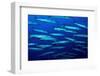 School of Blackfin barracuda, Kimbe Bay, Papua New Guinea-Bert Willaert-Framed Photographic Print