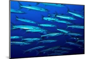 School of Blackfin barracuda, Kimbe Bay, Papua New Guinea-Bert Willaert-Mounted Photographic Print