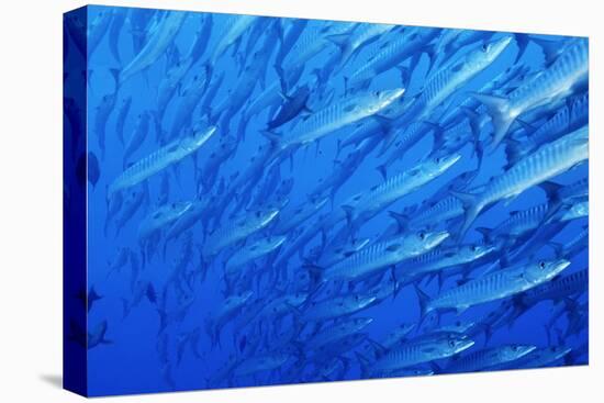 School of Blackfin Barracuda-Hal Beral-Stretched Canvas