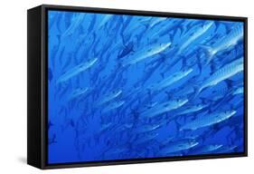 School of Blackfin Barracuda-Hal Beral-Framed Stretched Canvas