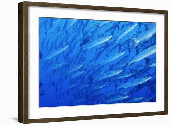 School of Blackfin Barracuda-Hal Beral-Framed Photographic Print