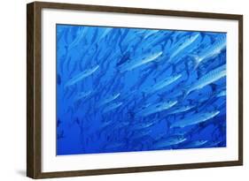 School of Blackfin Barracuda-Hal Beral-Framed Photographic Print