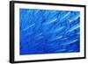 School of Blackfin Barracuda-Hal Beral-Framed Photographic Print