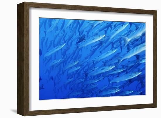 School of Blackfin Barracuda-Hal Beral-Framed Photographic Print