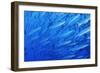 School of Blackfin Barracuda-Hal Beral-Framed Photographic Print