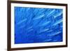 School of Blackfin Barracuda-Hal Beral-Framed Photographic Print