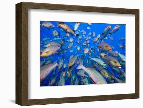 School of Bohar snappers Shark Reef, Sinai, Egypt-Alex Mustard-Framed Photographic Print