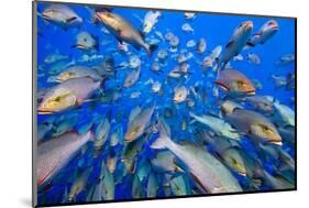 School of Bohar snappers Shark Reef, Sinai, Egypt-Alex Mustard-Mounted Photographic Print