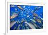 School of Bohar snappers Shark Reef, Sinai, Egypt-Alex Mustard-Framed Photographic Print