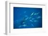 School of Bonito fish attacking Spanish sardines, Gulf of Mexico-David Hall-Framed Photographic Print