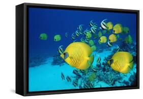 School of Butterfly Fish Swimming on the Seabed-Georgette Douwma-Framed Stretched Canvas