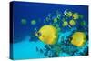 School of Butterfly Fish Swimming on the Seabed-Georgette Douwma-Stretched Canvas