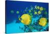 School of Butterfly Fish Swimming on the Seabed-Georgette Douwma-Stretched Canvas