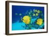 School of Butterfly Fish Swimming on the Seabed-Georgette Douwma-Framed Premium Photographic Print