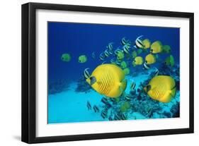 School of Butterfly Fish Swimming on the Seabed-Georgette Douwma-Framed Premium Photographic Print