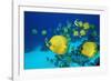 School of Butterfly Fish Swimming on the Seabed-Georgette Douwma-Framed Photographic Print