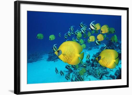 School of Butterfly Fish Swimming on the Seabed-Georgette Douwma-Framed Photographic Print