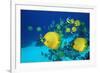 School of Butterfly Fish Swimming on the Seabed-Georgette Douwma-Framed Photographic Print