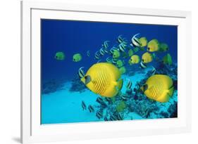 School of Butterfly Fish Swimming on the Seabed-Georgette Douwma-Framed Photographic Print