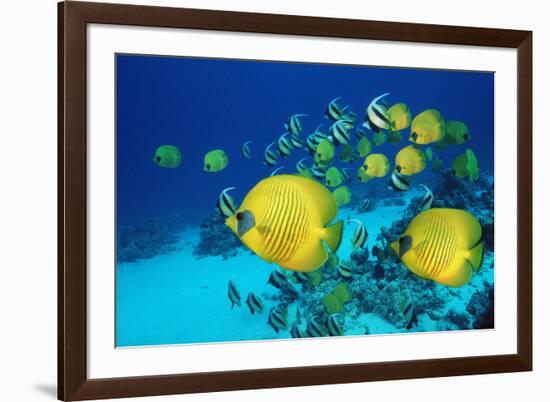 School of Butterfly Fish Swimming on the Seabed-Georgette Douwma-Framed Photographic Print