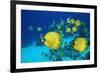 School of Butterfly Fish Swimming on the Seabed-Georgette Douwma-Framed Photographic Print