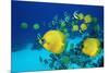 School of Butterfly Fish Swimming on the Seabed-Georgette Douwma-Mounted Photographic Print