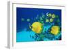 School of Butterfly Fish Swimming on the Seabed-Georgette Douwma-Framed Photographic Print