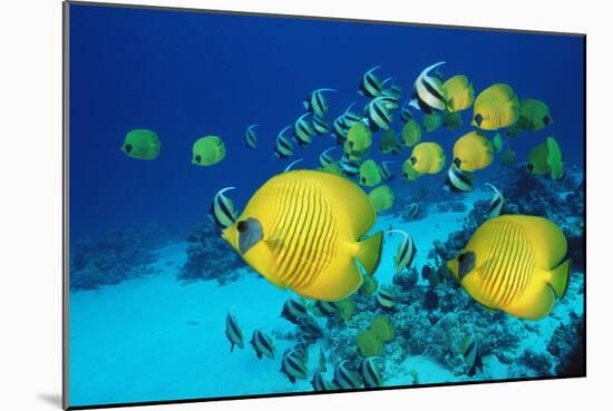 School of Butterfly Fish Swimming on the Seabed-Georgette Douwma-Mounted Photographic Print