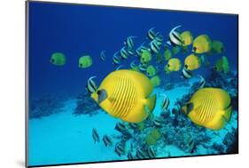 School of Butterfly Fish Swimming on the Seabed-Georgette Douwma-Mounted Photographic Print