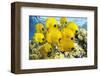 School of Colorful Reef Fishes-null-Framed Art Print