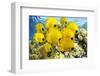 School of Colorful Reef Fishes-null-Framed Art Print