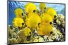 School of Colorful Reef Fishes-null-Mounted Art Print