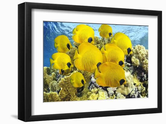 School of Colorful Reef Fishes-null-Framed Art Print